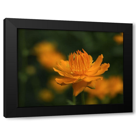Globeflower Black Modern Wood Framed Art Print by Bonin, Suzanne