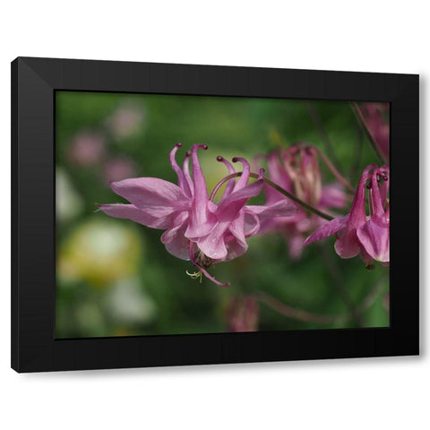 Grannys Bonnet Black Modern Wood Framed Art Print by Bonin, Suzanne