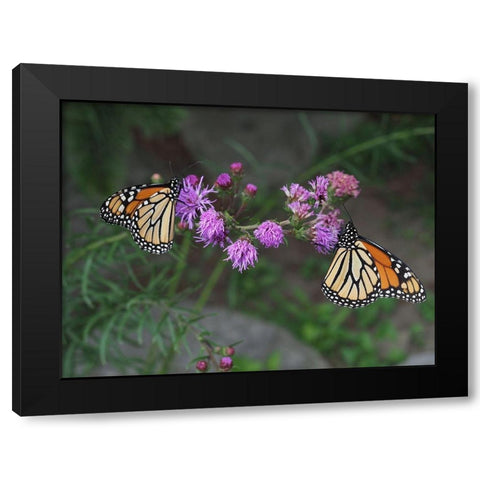 Monarch Butterflies Black Modern Wood Framed Art Print by Bonin, Suzanne