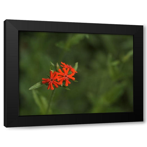 Nonesuch Black Modern Wood Framed Art Print by Bonin, Suzanne