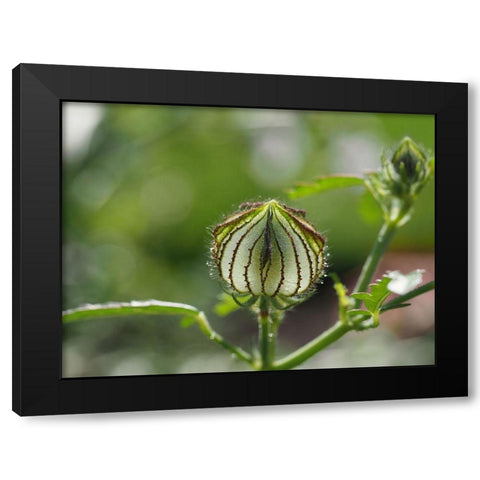 Flower Of An Hour Bud Black Modern Wood Framed Art Print by Bonin, Suzanne