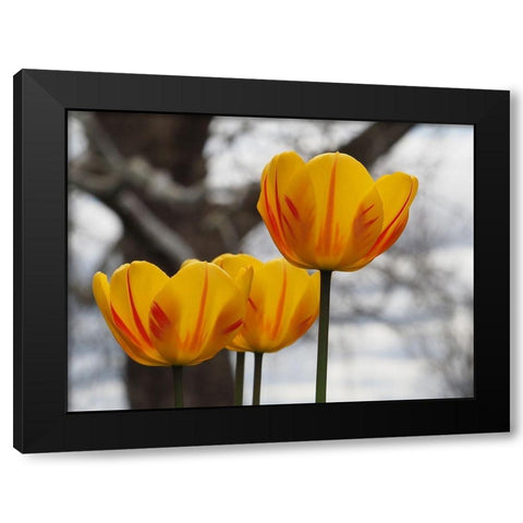 Garden Tulips Black Modern Wood Framed Art Print by Bonin, Suzanne