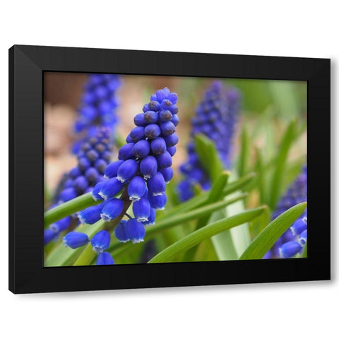 Grape Hyacinth Black Modern Wood Framed Art Print by Bonin, Suzanne