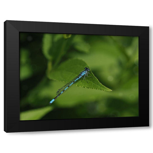 Blue Damselfly Black Modern Wood Framed Art Print by Bonin, Suzanne