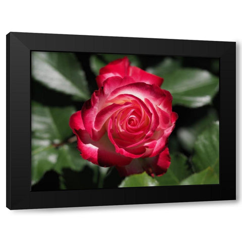 Cherry Parfait Black Modern Wood Framed Art Print by Bonin, Suzanne