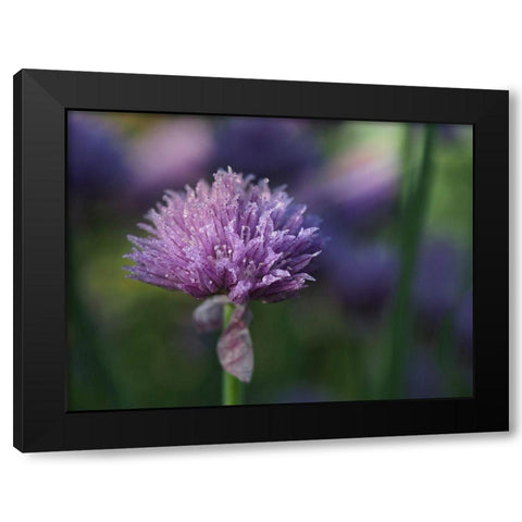 Dewy Chive Black Modern Wood Framed Art Print by Bonin, Suzanne