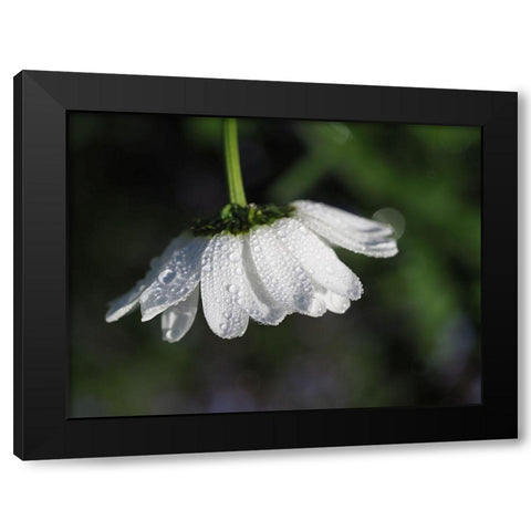 Dewy Daisy Black Modern Wood Framed Art Print by Bonin, Suzanne