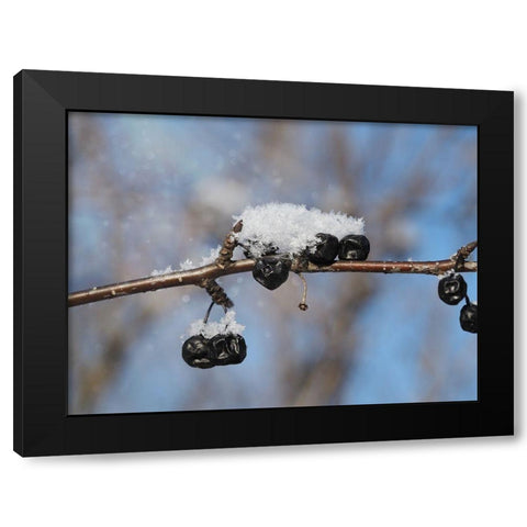 Frosted Wild Berries Black Modern Wood Framed Art Print by Bonin, Suzanne