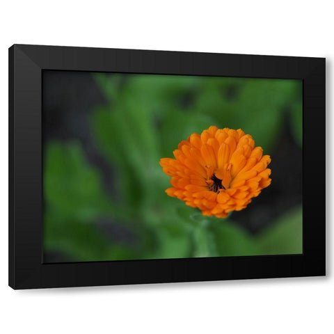 Pot Marigold Black Modern Wood Framed Art Print by Bonin, Suzanne