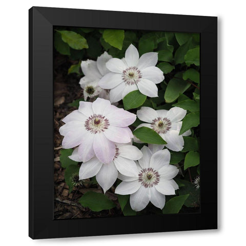 White Clematis Black Modern Wood Framed Art Print by Bonin, Suzanne