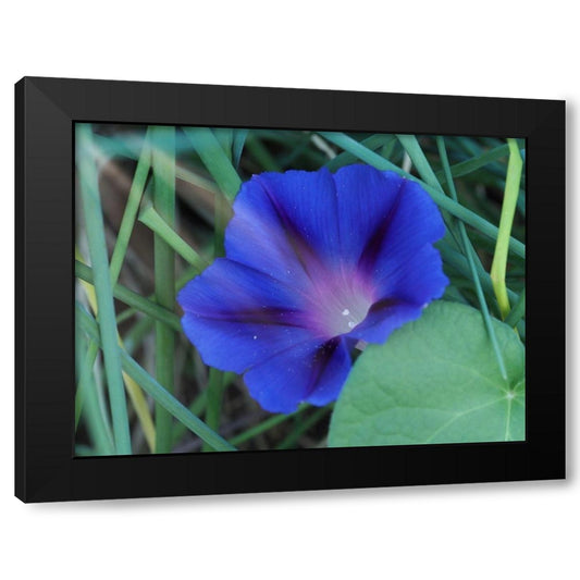 Blue Morning Glory Black Modern Wood Framed Art Print by Bonin, Suzanne