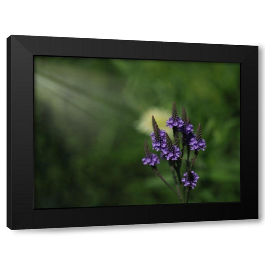 Blue Vervain Black Modern Wood Framed Art Print by Bonin, Suzanne