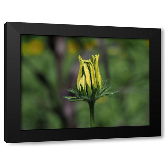 Budding Black Eyed Susan Black Modern Wood Framed Art Print by Bonin, Suzanne