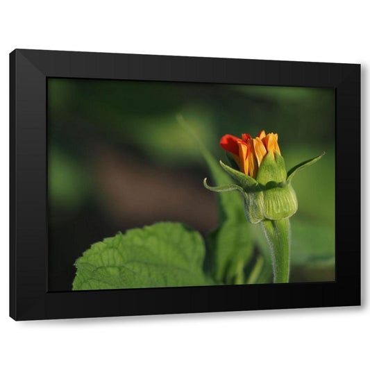 Budding Red Sunflower Black Modern Wood Framed Art Print by Bonin, Suzanne