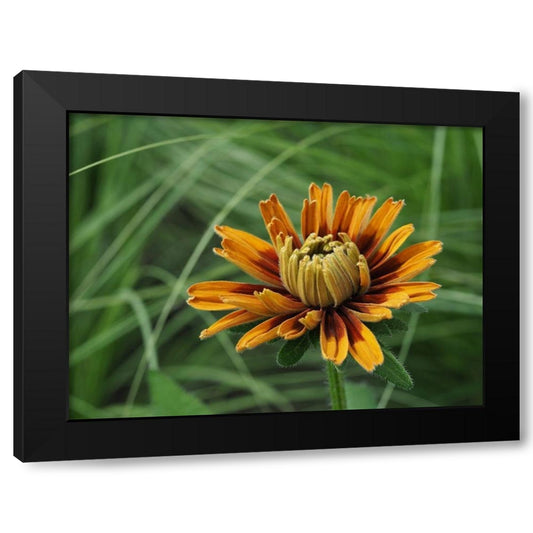 Budding Rudbeckia Black Modern Wood Framed Art Print by Bonin, Suzanne