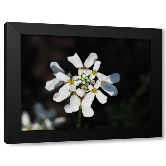 Candytuft Black Modern Wood Framed Art Print by Bonin, Suzanne