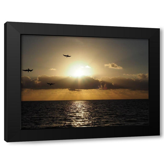Caribbean Sunrise with Birds Black Modern Wood Framed Art Print by Bonin, Suzanne