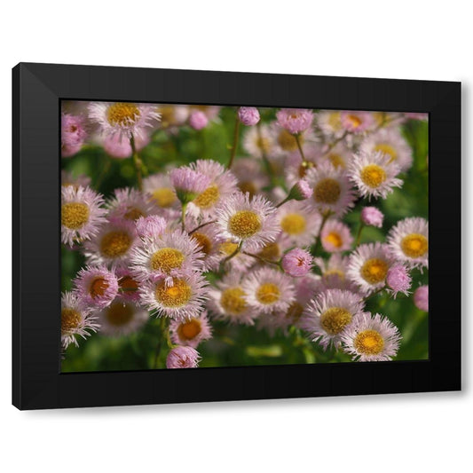 Daisy Fleabane Black Modern Wood Framed Art Print by Bonin, Suzanne