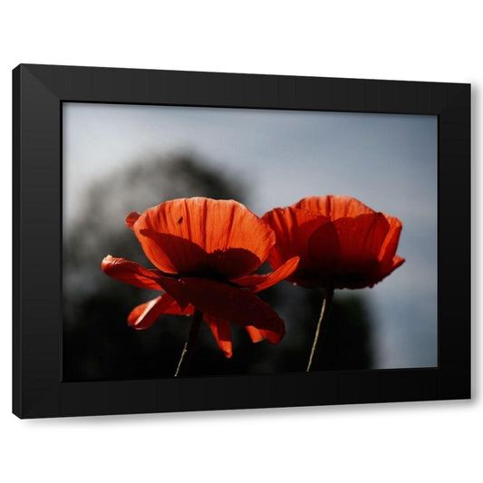 Early Morning Poppies Black Modern Wood Framed Art Print by Bonin, Suzanne