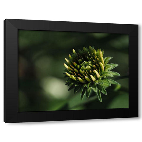 Echinacea Flower Bud Black Modern Wood Framed Art Print by Bonin, Suzanne