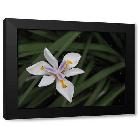 Fortnight Lily Black Modern Wood Framed Art Print by Bonin, Suzanne