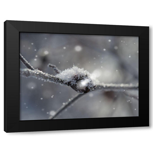 Frosted Wild Berry Black Modern Wood Framed Art Print by Bonin, Suzanne