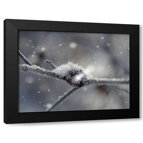 Frosted Wild Berry Black Modern Wood Framed Art Print by Bonin, Suzanne