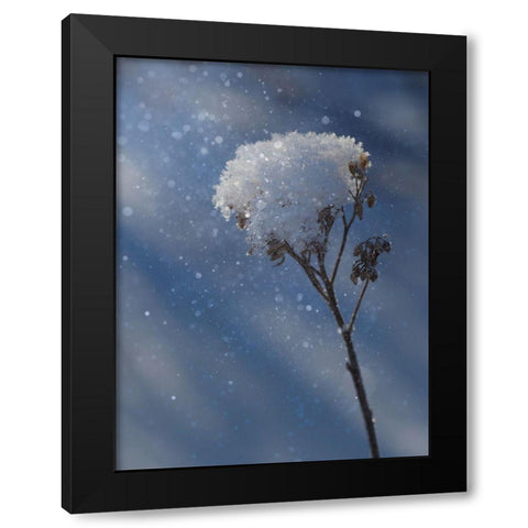 Frozen Top Black Modern Wood Framed Art Print by Bonin, Suzanne