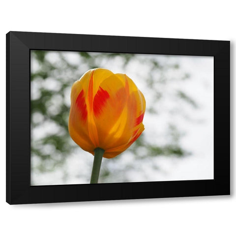Red and Yellow Tulip Black Modern Wood Framed Art Print by Bonin, Suzanne