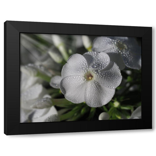 White Phlox with Dew Drops Black Modern Wood Framed Art Print by Bonin, Suzanne