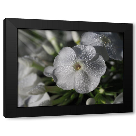 White Phlox with Dew Drops Black Modern Wood Framed Art Print by Bonin, Suzanne