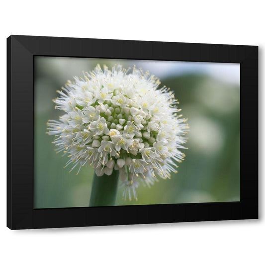 Allium Pskemense Black Modern Wood Framed Art Print by Bonin, Suzanne