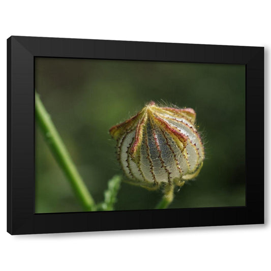 Bladder Ketmia Black Modern Wood Framed Art Print by Bonin, Suzanne