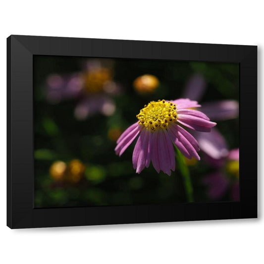 Brachyscome Black Modern Wood Framed Art Print by Bonin, Suzanne