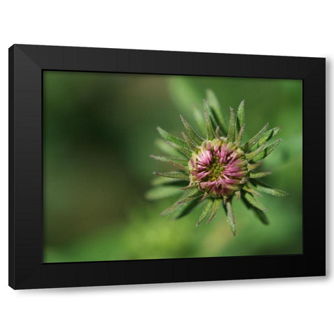Budding Aster Black Modern Wood Framed Art Print by Bonin, Suzanne