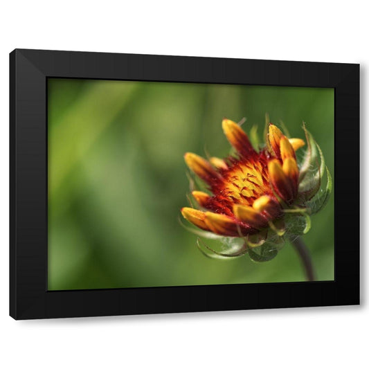 Budding Gaillardia Black Modern Wood Framed Art Print by Bonin, Suzanne