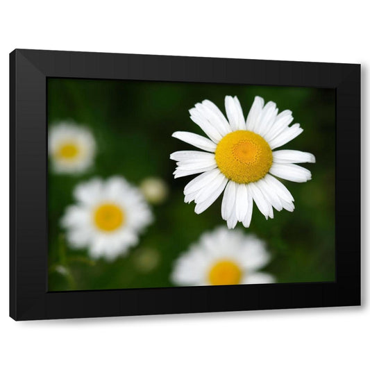 Common Daisies Black Modern Wood Framed Art Print by Bonin, Suzanne