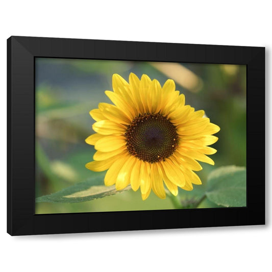Common Sunflower Black Modern Wood Framed Art Print by Bonin, Suzanne