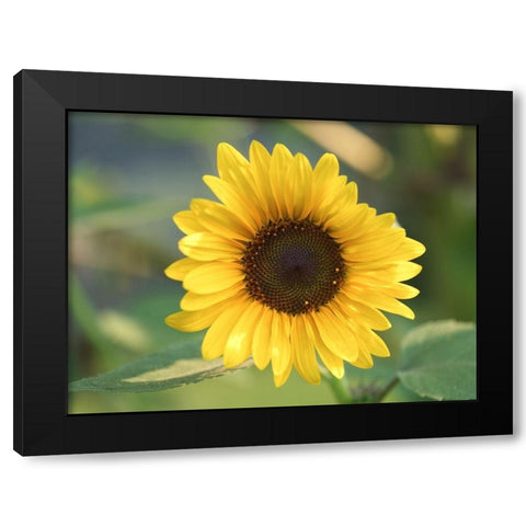 Common Sunflower Black Modern Wood Framed Art Print by Bonin, Suzanne