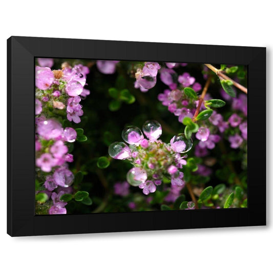 Creeping Thyme with Droplets Black Modern Wood Framed Art Print by Bonin, Suzanne