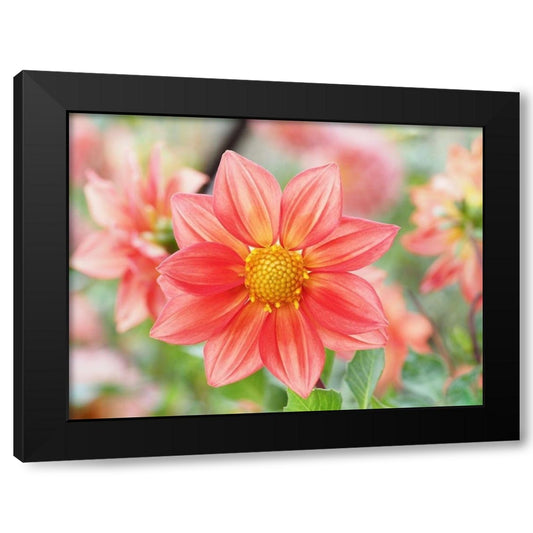 Dahlia Pinnata Black Modern Wood Framed Art Print by Bonin, Suzanne