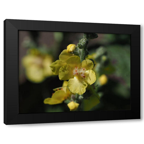 Dark Mullein Black Modern Wood Framed Art Print by Bonin, Suzanne