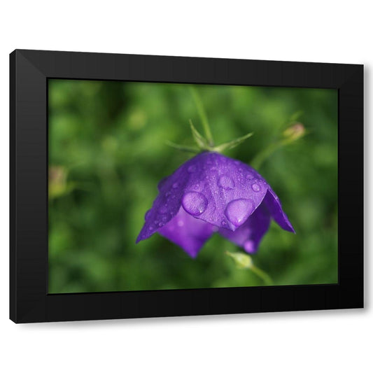 Drenched Balloon Flower Black Modern Wood Framed Art Print by Bonin, Suzanne