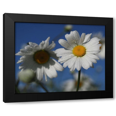 Early Morning Daisies Black Modern Wood Framed Art Print by Bonin, Suzanne