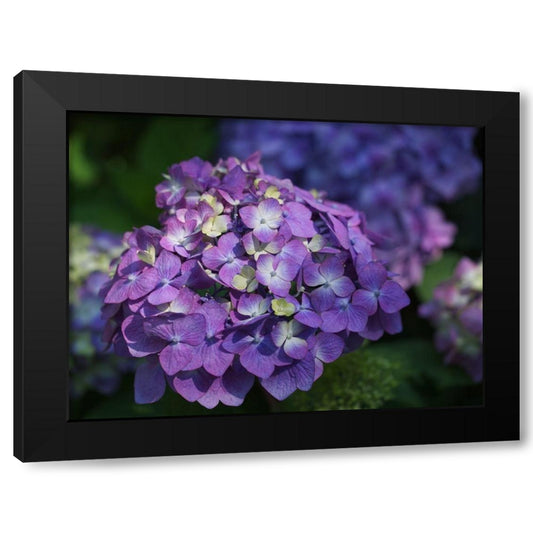 French Hydrangea Black Modern Wood Framed Art Print by Bonin, Suzanne