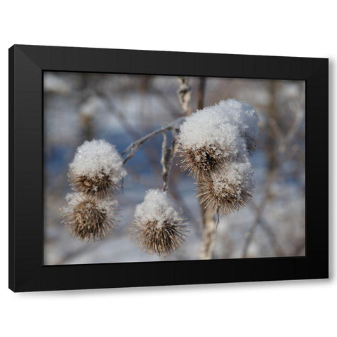 Frozen Burdock Black Modern Wood Framed Art Print by Bonin, Suzanne