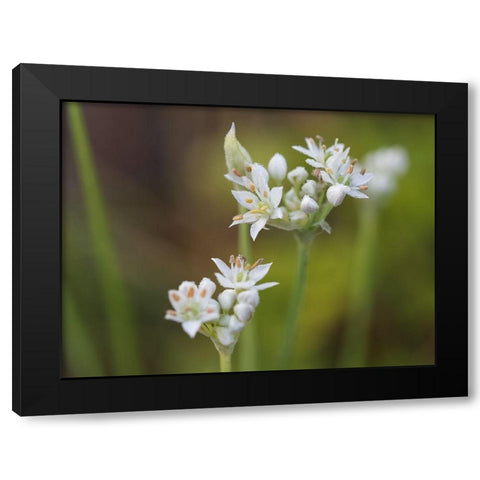 Garlic Chives Black Modern Wood Framed Art Print by Bonin, Suzanne