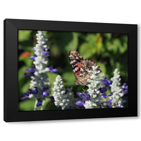 Painted Lady on Mealy Sage Black Modern Wood Framed Art Print by Bonin, Suzanne