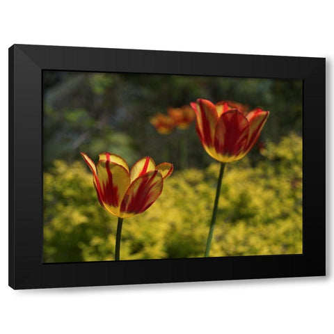 Red Yellow Tulips Black Modern Wood Framed Art Print by Bonin, Suzanne
