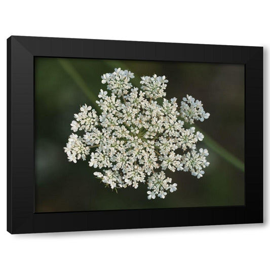 Wild Carrot Black Modern Wood Framed Art Print by Bonin, Suzanne